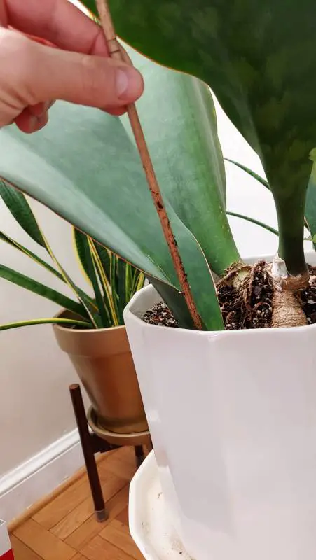 Checking if it's whale fin watering time with a chopstick. The chopstick is wet, so the plant shouldn't be watered.