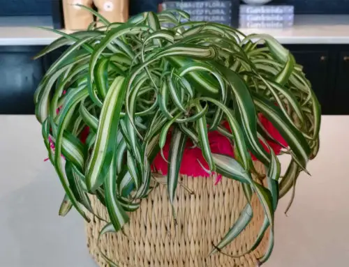 How To Repot A Spider Plant: Everything You Need To Know
