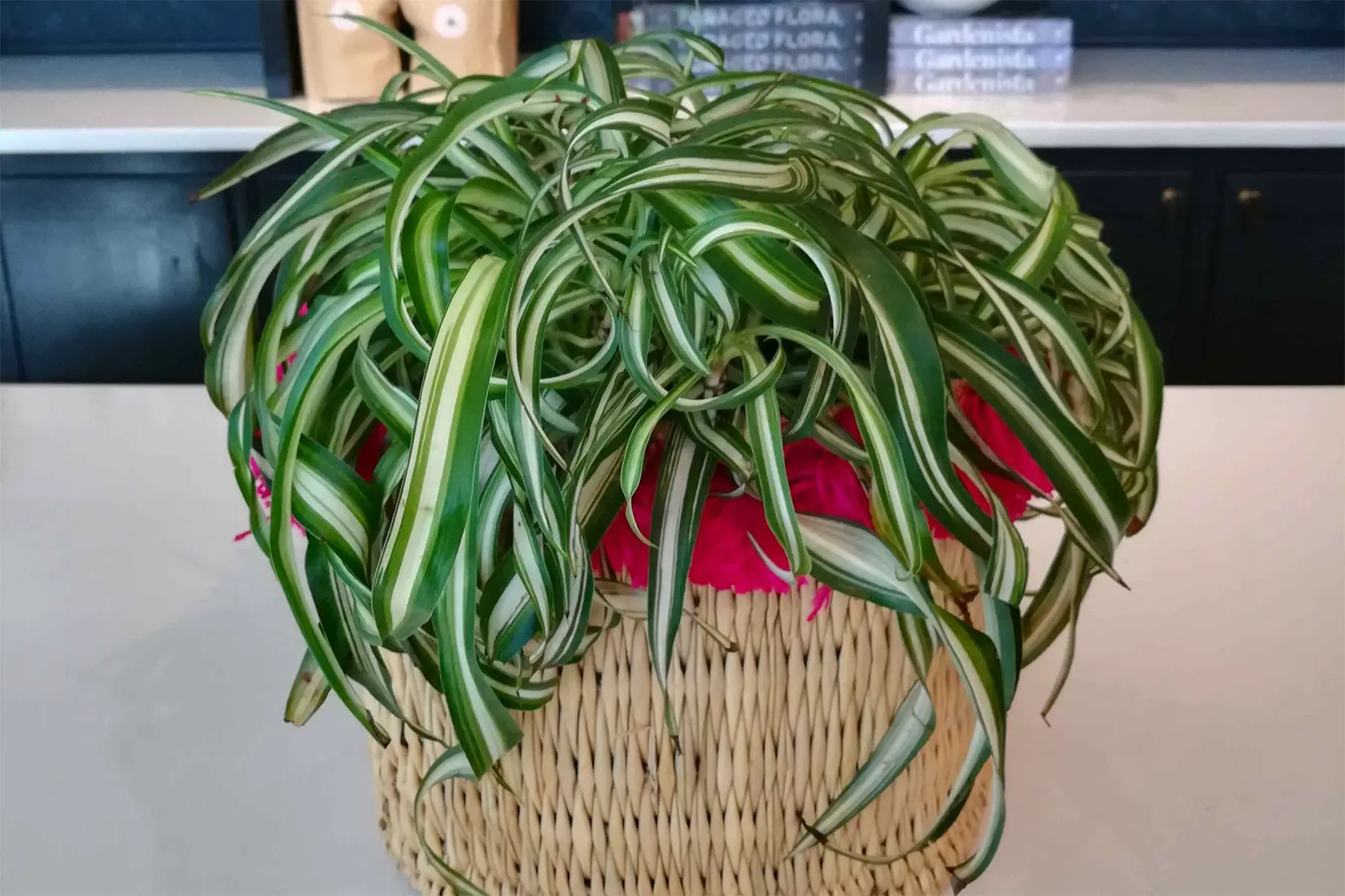 Spider Plant with its green curly variegated long leaves