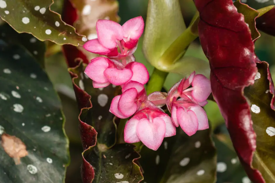 Angel Wing Begonia with its pink flowers and variegated green and red leaves