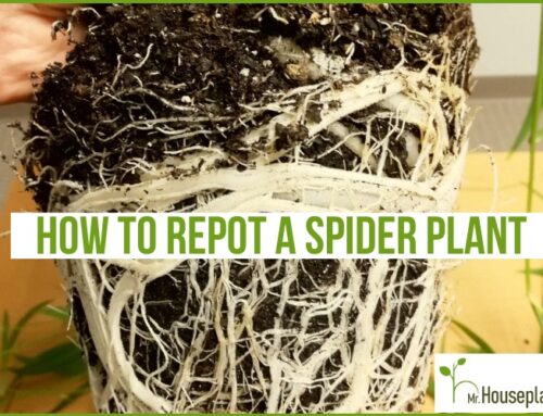 How To Repot A Spider Plant: How & When