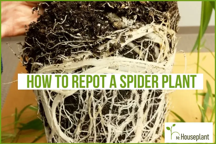 featured photo-how to repot a spider plant