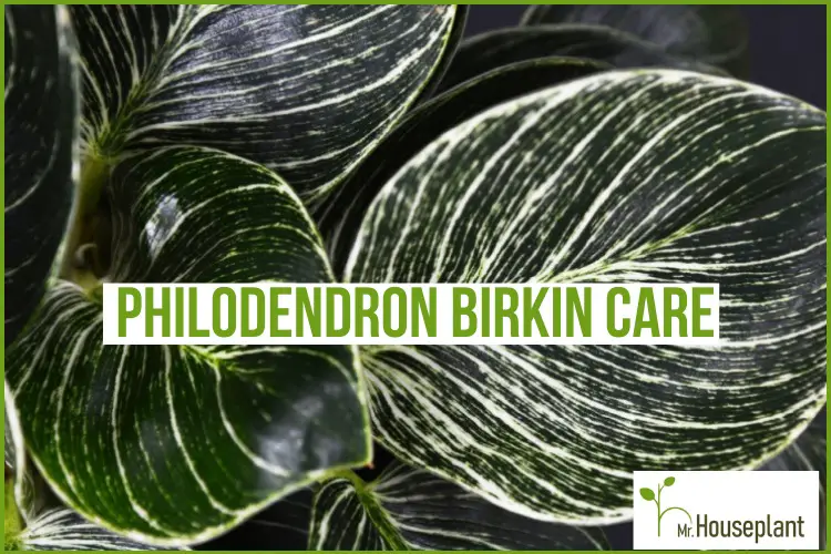 featured photo-philodendron birkin