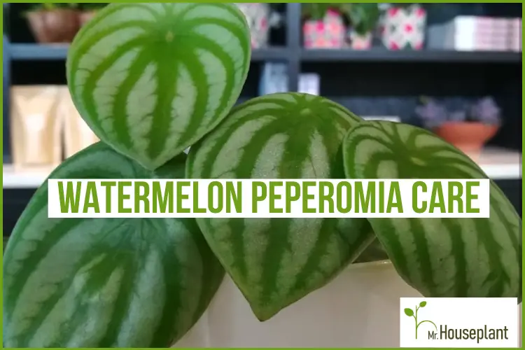 featured photo-watermelon peperomia