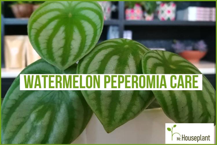 Watermelon Peperomia Care & Growing Guide - Mr.Houseplant