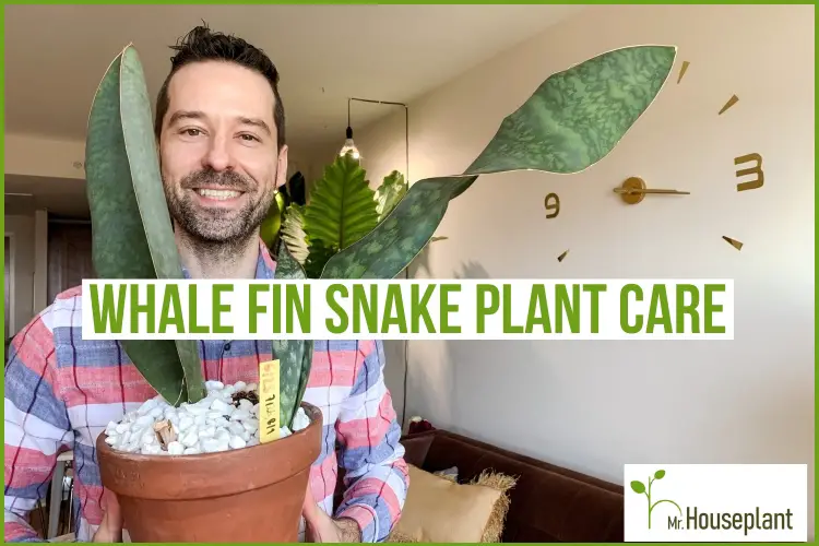 featured photo-whale fin snake plant