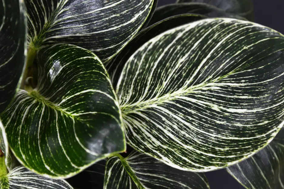 Dark green Philodendron Birkin leaves showing with white variegation