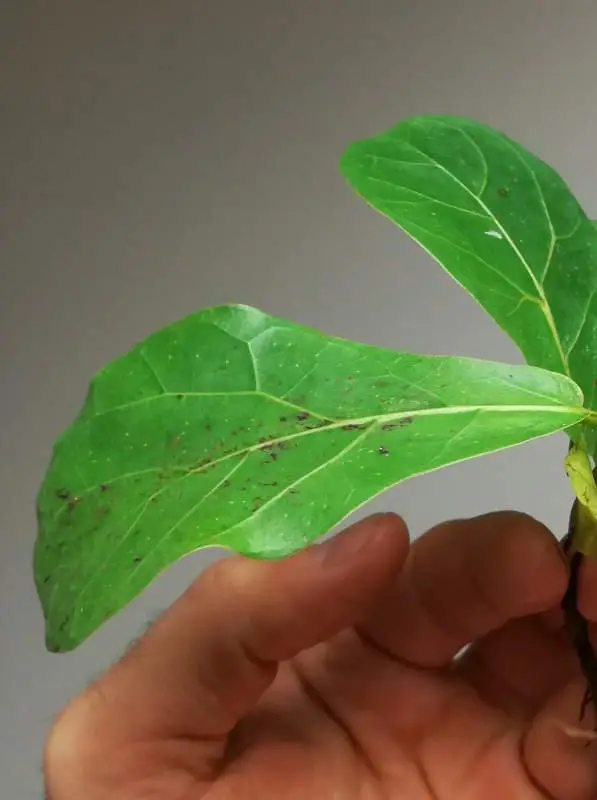 The hand holds green Ficus Lyrata leaves with brown and red spots that indicate Edema.