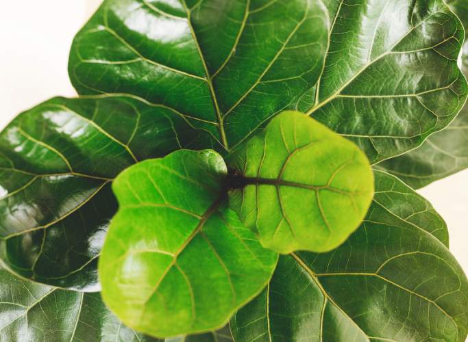 Plant's dark green leaves in the foreground