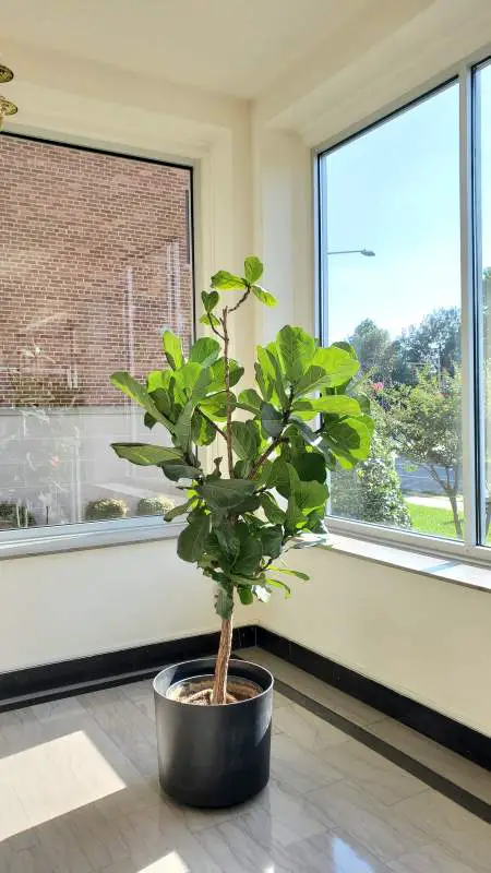 Fiddle Leaf fig plant in a big black flower pot in the bright room with two huge windows