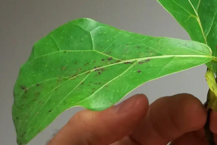 featured-fiddle leaf fig edema