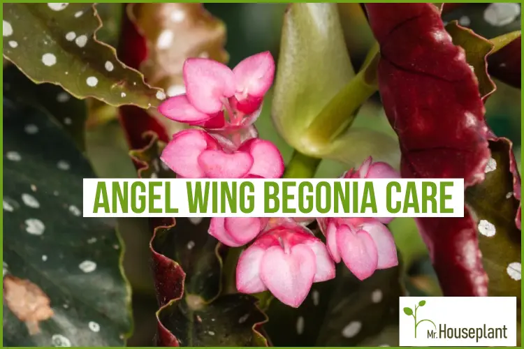 featured photo-angel wing begonia