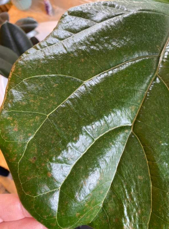 Brown spots on a leaf that represent Spider mites damage on Fiddle Leaf Fig leaf