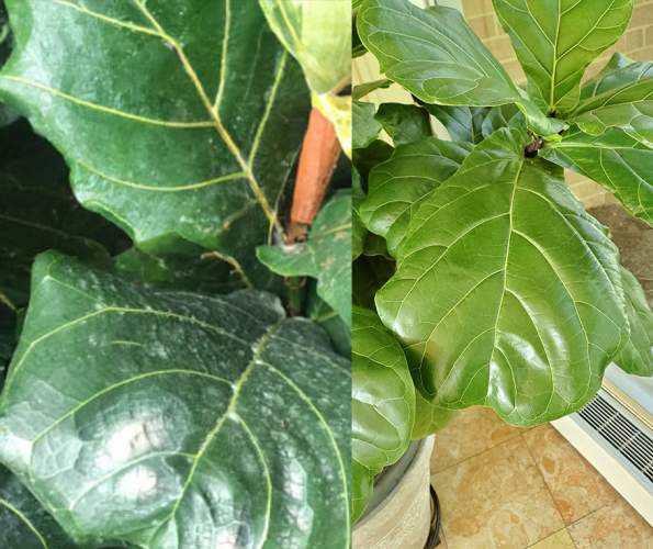 Two photos in one with white spots on the Fiddle Leaf Fig leaves on the left and no white spots on the right