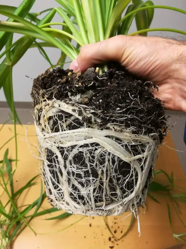 A hand is holding a plant with soil and roots