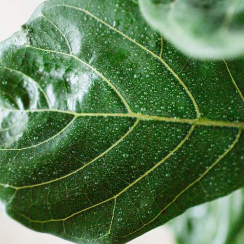 Water drops on a leaf