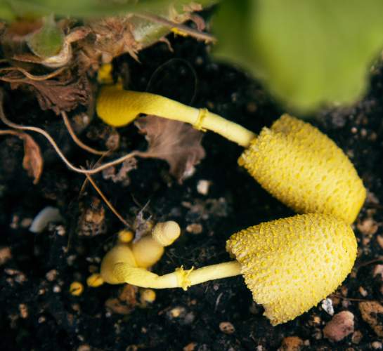 two yellow mushrooms in the soil