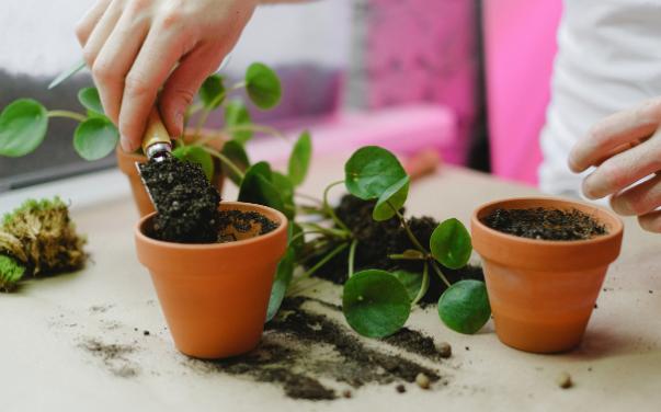 Two terracotta pots. A person is repotting Chinese Money plant