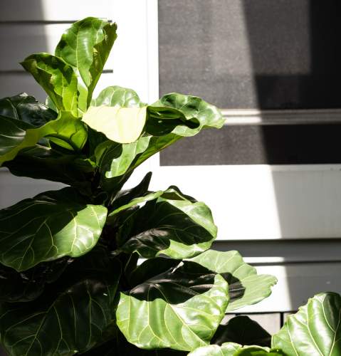 Fiddle Leaf Fig plant outdoors, one half of it is lit by direct sunlight in front of a white window frame