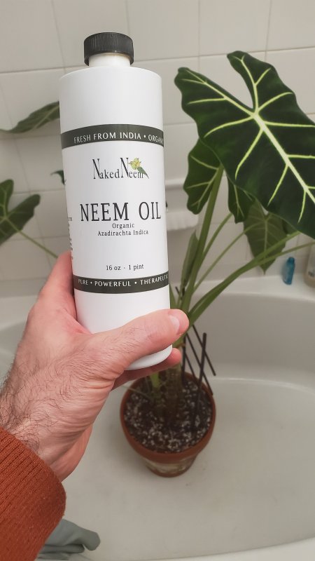 A hand is holding a bottle of Neem oil next to the plant