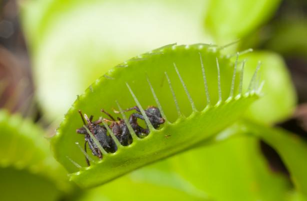 A plant is eating the bug