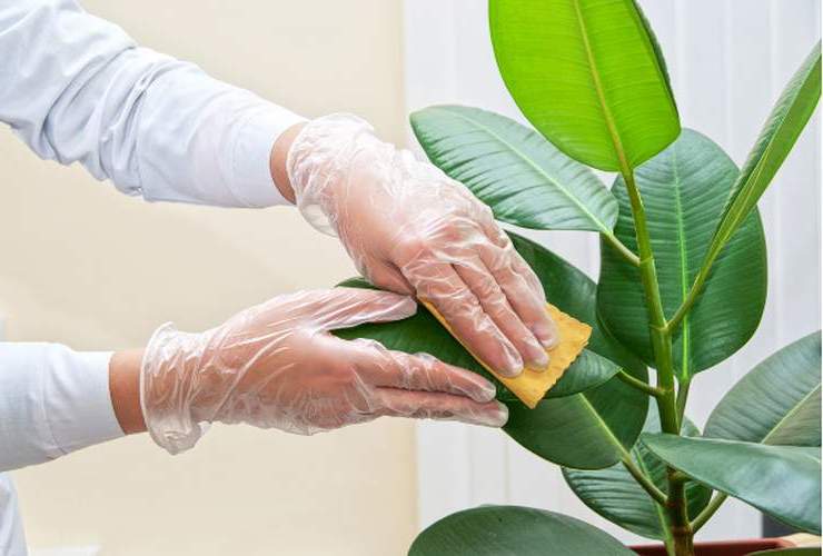 Two hands, one is holding a drop cloth and is cleaning a Rubber plant leaf and other hand is holding a leaf from the bottom