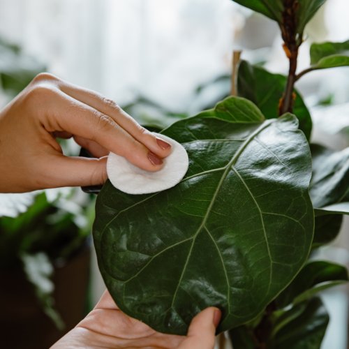 A hand wipes Ficus Lyrata dark green leaf with cotton pad