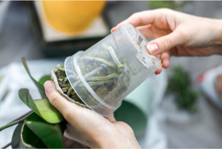 Two hands are holding the transparent pot and taking out the plant from it