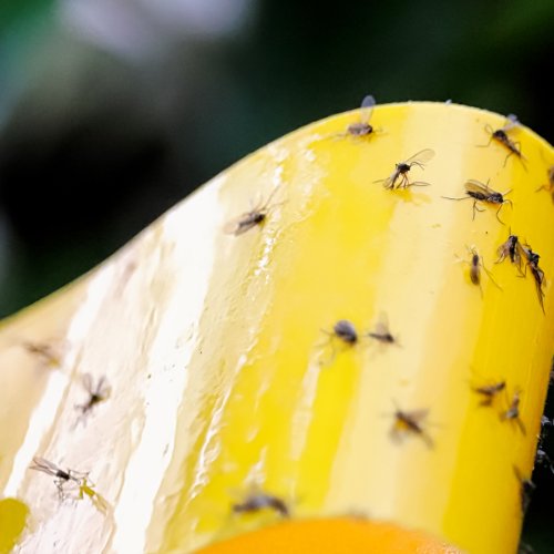 Fungus gnats caught on a yellow sticky trap