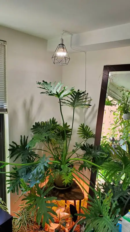 Philodendrom Selloum under a Sansi 36W grow bulb in a metal cage