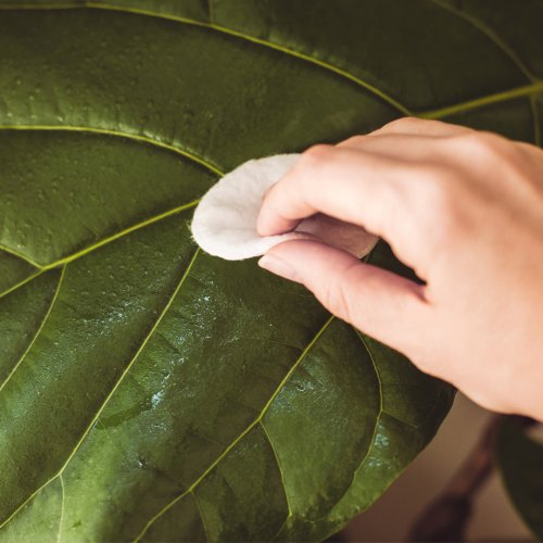 A hand is wiping leaf with cotton pad