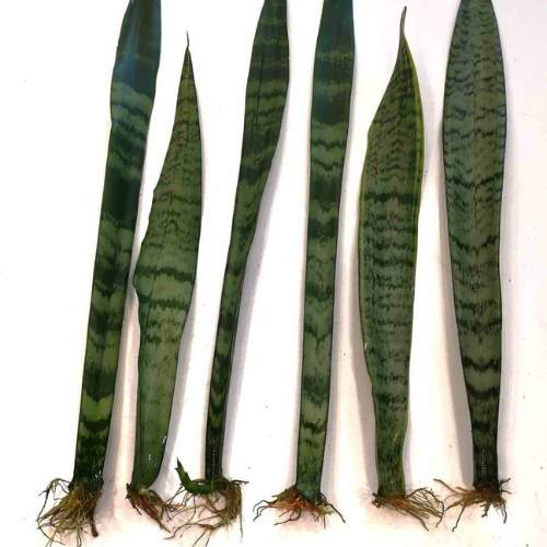 Snake plant six propagated cuttings on the white background