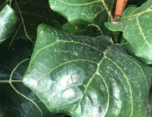 Water Spots on Fiddle Leaf Fig (Should You Be Worried?)