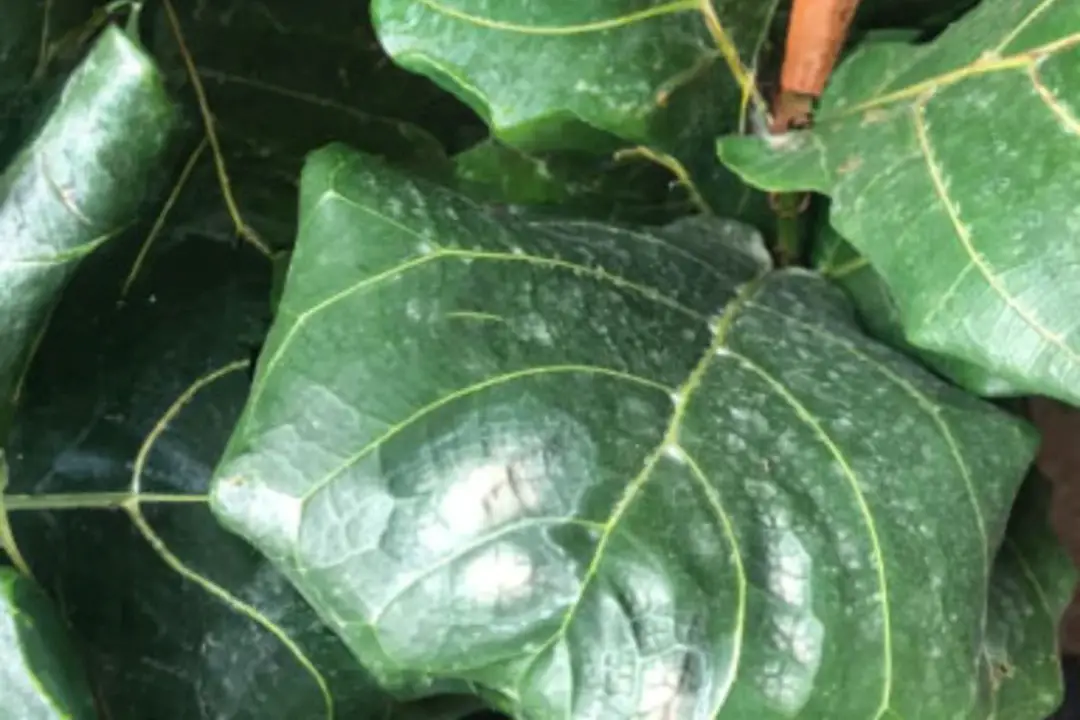 Fiddle Leaf Fig green leaf with white spots on it