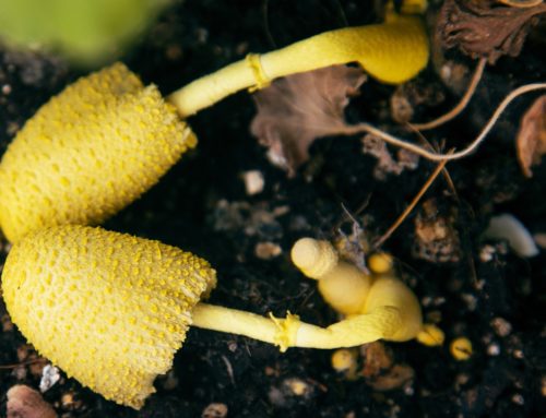 Mushrooms In Fiddle Leaf Fig (Complete Guide)