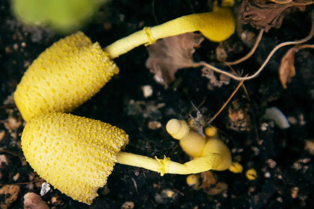 Two yellow mushrooms growing in the soil