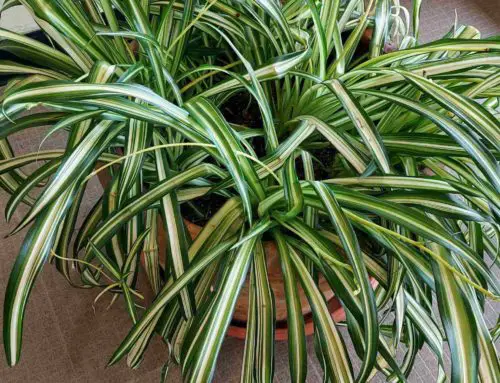 How Often Should I Water My Spider Plant: The Ultimate Guide