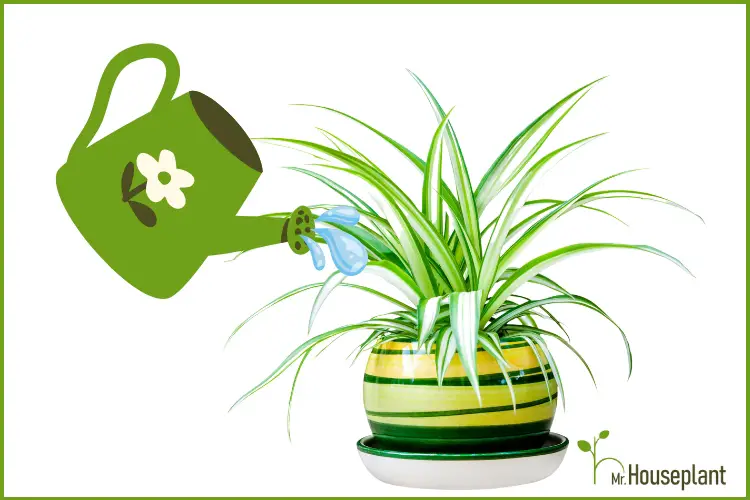 featured photo-how often should i water my spider plant-1