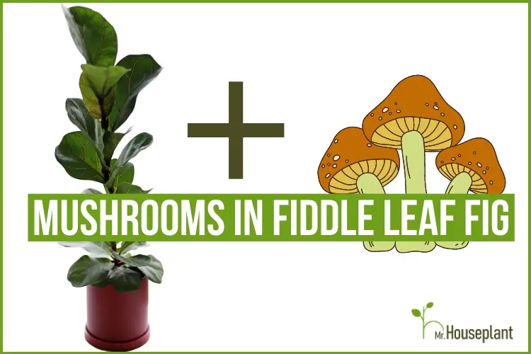 featured photo-mushrooms in fiddle leaf fig