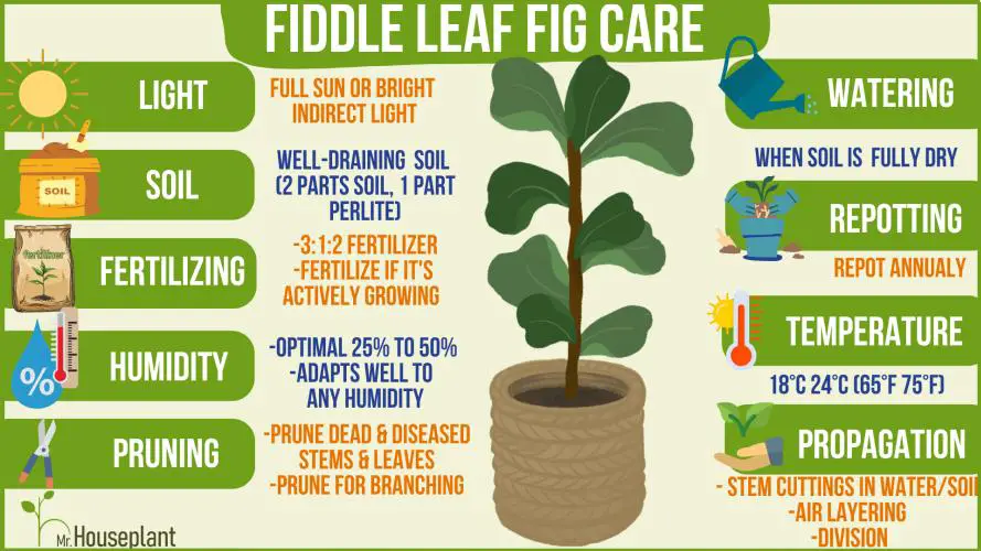 Fiddle Leaf Fig plant in the middle and care steps around it