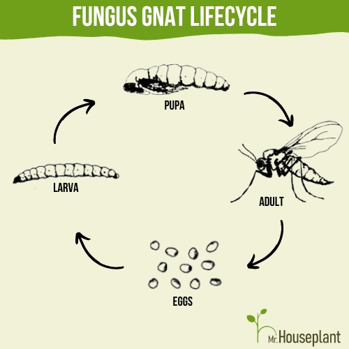 Fungus gnat lifecycle from eggs, larva, pupa to adult