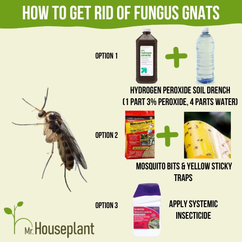 Fungus gnat on the left and three options how to get rid of it on the right side