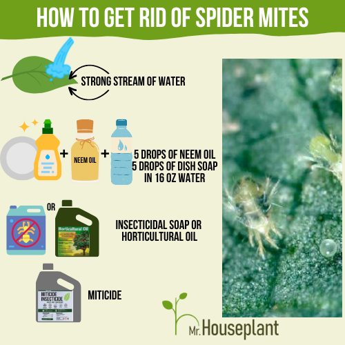 Four options on the left that show how to get rid of spider mites and spider mites on the right side