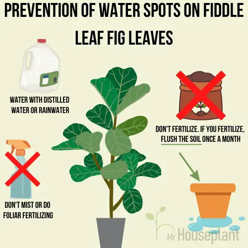 Plant in the middle with distilled water and mister on the left and fertilizer and leaking pot on the right