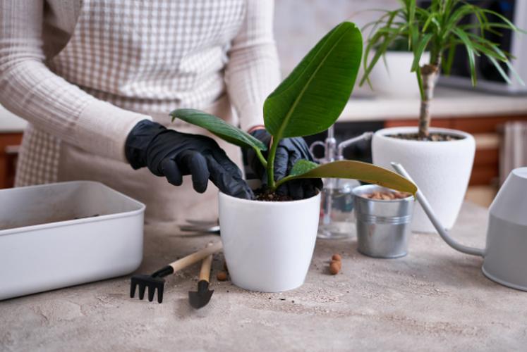 A person with the black pair of gloves is repotting Rubber Plant