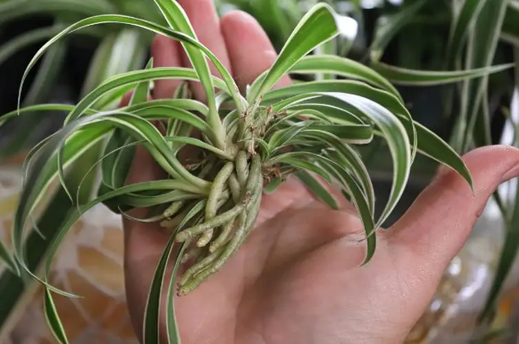 A hand is holding a rooting Spider pPant runner