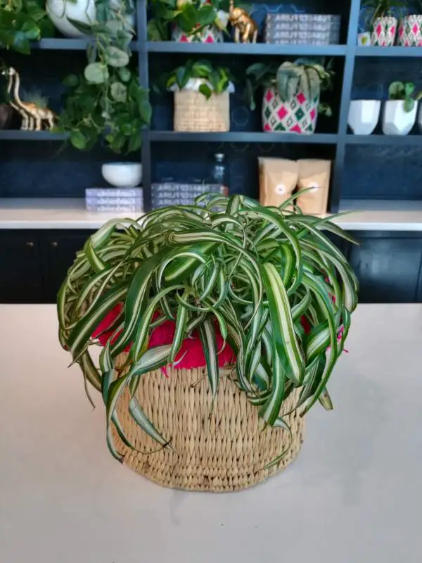 Spider plant in the pellet basket on the white table in front of a shelf with other plants
