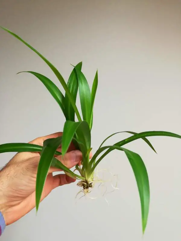 The hand hold baby Spider plants
