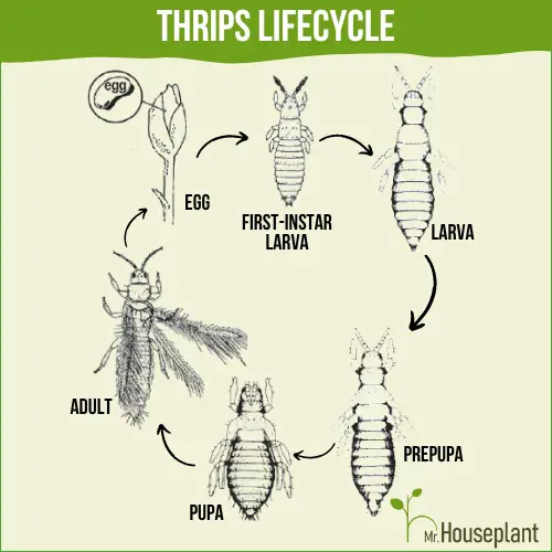 Image shows thrips lyfecycle - egg, first-instar larva, larva, prepupa, pupa adult