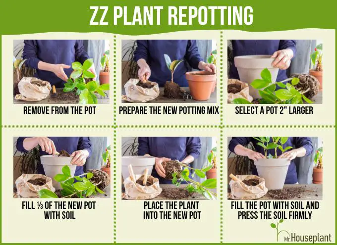 An image with six steps on how to repot a ZZ Plant